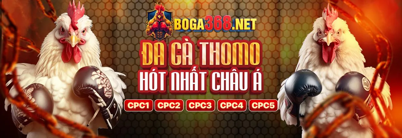 Đá gà trực tuyến sôi động tại to888 đăng nhập